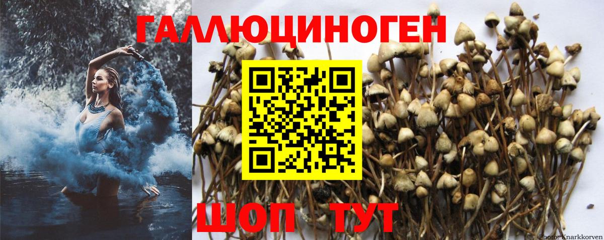 Псилоцибиновые грибы Psilocybe Кострома